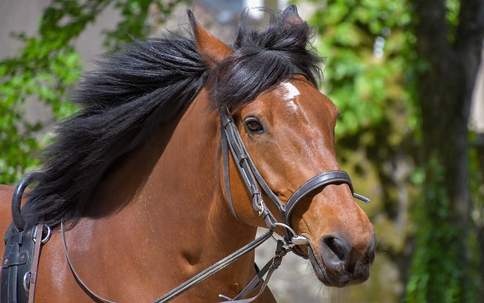 Halter/Training Rope Matching Set Little Joe Handmade Horse Gear