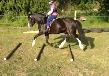 14 English Pony Jumping Pony Saddle Set with Bridle 12 Handle Saddle